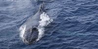 A humpback whale surfaces. The complex songs of humpback whales can be silenced by boat noise. Using 40 years of research, an international team of experts have shown how detrimental noise pollution is. (Photo: Wegner Institute)