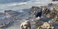 Charlie & Aela’s joy at being allowed back on Scarborough beach after lockdown!