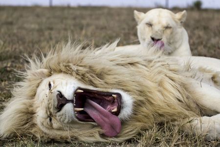 Who can own big cats in South Africa