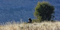 A baboon calmly surveying his mountain kingdom, backlit by the early morning sun. Image: Chris Marais