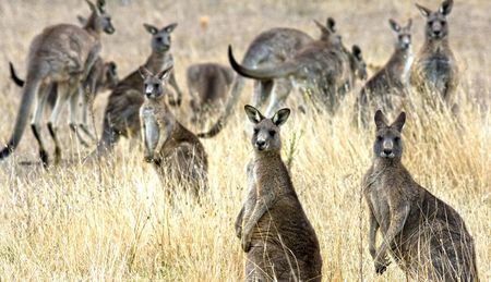 Australian sport: Widespread doping, organised crime