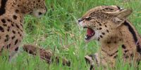[Serval Cats being catty]. Photographer: [Violet van Zyl].