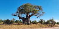 Baobab - Mapungubwe Nature reserve. 