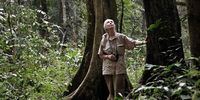 Jane Goodall scans the treetops for chimpanzees in Gombe National Park on 14 July 2010, the 50th anniversary of her arrival at Gombe. (Photo: Chase Pickering / JGI)