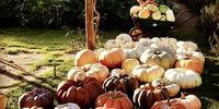 The bumper harvest at Karen’s Fairfield Farm and Garden. The pumpkins are a favourite among kids, who adore the odd shapes and sizes. Photo: Karen McEwan