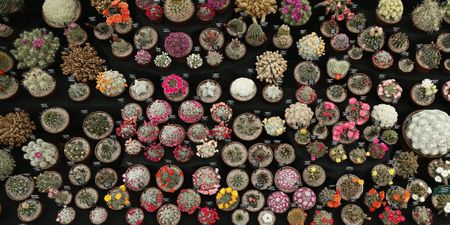 How an algorithm is fighting the illegal sale of succulents blooming online