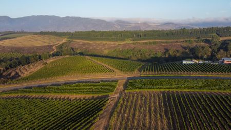 South Africa’s wine industry uncorks a sustainable future with organic revolution