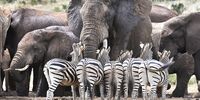 An elephant and zebra waterhole standoff at Addo Elephant National Park, Eastern Cape. SANParks’ Vision 2040 is a long-term strategy that aims to redefine conservation in South Africa through diverse community involvement and innovative strategies. (Photo: Anne Laing)