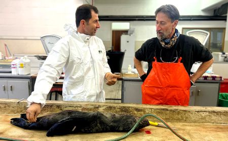 Rabies case in Eastern Cape seal prompts caution from experts