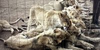South Africa’s lion bone trade — the consequences the government never considered