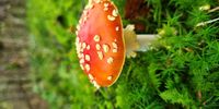 Whilst the Southern Hemisphere is welcoming spring, in the North; autumn has arrived - Overberg, the Netherlands. Photographer:<br>Anneke Tolsma-Rich