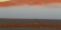 Oryx and sand dunes in the mist at Sossussvlei.