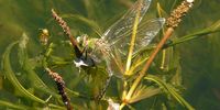 To celebrate WORLD WETLANDS DAY (2nd February 2023), let the female DRAGON FLY Blue Emperor (Anax imperator) - ovipositing (laying eggs) do the honours! Photographer: Anthony van Dalsen