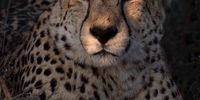 [Cheetah in golden light contemplating the meaning of life]. Photographer: [Steph Vermuelen]. 