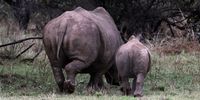 Rhinos roam between farms creating a safe haven for wildlife. (Photo: Felix Dlangamandla)