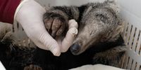 epa09683125 An undated handout photo made available by the Rewilding Foundation shows an anteater rescued at the Corrientes Biological Station, in the Argentine province of Corrientes, Argentina (issued 13 January 2022). Reverse the extinction of species and environmental degradation and thus favor the well-being of the people who live around these rehabilitated ecosystems. This is the work of the Rewilding Argentina Foundation, which seeks to attract ecological tourism as a tool for awareness and local development.  EPA-EFE/Rewilding Foundation HANDOUT ONLY AVAILABLE TO ILLUSTRATE THE ACCOMPANYING NEWS (MANDATORY CREDIT) HANDOUT EDITORIAL USE ONLY/NO SALES