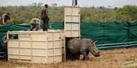 A rhino takes cautious steps out of its crate after arriving in the Greater Kruger system. (Photo: Cathan Moore)