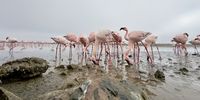 Low angle Flamingo image. Photographer: Gerhard Geldenhuys