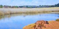 Ridgeback in the show - Emmarentia Park, JHB. Photographer: Paul Hunt
