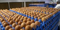Nutrifresh Eggs factory on 22 July 2021 in Howick, South Africa. (Photo: Gallo Images / Deon Raath)