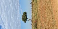 Tree in KNP. Image: Gordon Holtmann 