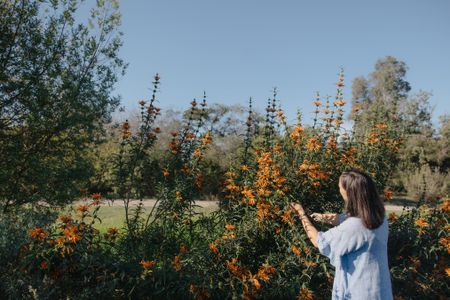 Healing and the intelligence of herbs — and how to incorporate at home