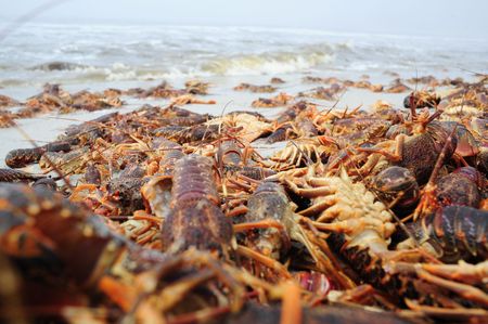 Situation Red Alert issued to recover live rock lobster after mass red tide walkout
