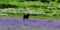 Even the weeds are beautiful in Underberg. Image: Paul Welch 