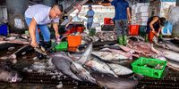Fishery workers sort and process sharks for auctioning at Xingang Fishing Pier in Taitung, Taiwan. (Photo: Annabelle Chih / Getty Images)