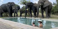 Sharing the pool Timbivati Chris Slabbert