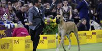 NEW YORK, NEW YORK - FEBRUARY 11: A dog competes during the 149th Annual Westminster Kennel Club Dog Show – Junior Showmanship, Group Judging (Sporting, Working, Terrier) + Best in Show at Madison Square Garden on February 11, 2025 in New York City.  (Photo by Sarah Stier/Getty Images for Westminster Kennel Club)