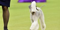 Photo Essay- Westminster Dog Show
