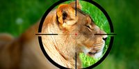 A groundbreaking new study reveals overwhelming opposition to trophy hunting among communities bordering the Kruger National Park, one of Africa’s most iconic wildlife reserves. 
<br>(Image: iStock)