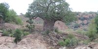 Baobab tree at Mapungubwe. Image: Bowen Boshier. 