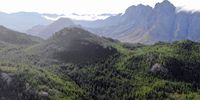 Invasive alien pine trees choking out the native vegetation of the Cape Mountains. Cape Winelands Biosphere Reserve. (Photo: Martin Kleynhans/The Conversation)