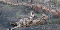 Cheetahs (laughing) at Lions Valley Lodge 28 April 2022. Image: Jacqueline Phillips