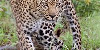  Mother & Cubs @ Limpopo Lipadi. Photographer: Mel Black