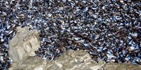 Mussel shells, Hermanus. Photographer: Faith Rubin