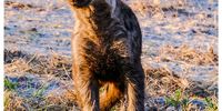  Young Hyena. Image: Karin Linder