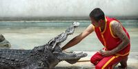 A Thai performer places his arm inside the gaping mouth of a crocodile during a media preview performance as part of preparation to reopen Samutprakarn Crocodile Farm and Zoo in Samut Prakan province, Thailand, 19 March 2024. Thailand's famous tourist attraction Samutprakan Crocodile Farm and Zoo is scheduled to reopen to welcome tourists on 01 April 2024 after a temporary closure in 2020 due to the loss of visitors caused by the COVID-19 pandemic which resulted in the zoo suffering financial loss and going into liquidation.  EPA-EFE/RUNGROJ YONGRIT