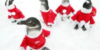 Penguins dressed in Santa Claus costumes are seen at Everland, South Korea's largest amusement park, on December 19, 2008 in Yongin, South Korea. Christmas has become increasingly popular over the years in South Korea, which is the only East Asian country to recognise Christmas as a national holiday.  (Photo by Chung Sung-Jun/Getty Images)