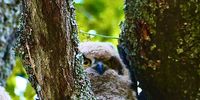 Baby Spotted Eagle Owl, Somerset West, Radloff Park. Photographer: Karin Linder 