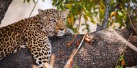 Ag, humans again... A sleepy leopard in Kruger.
