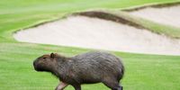 A capybara crosses a fairway during a practice round during Day 3 of the Rio 2016 Olympic Games at Olympic Golf Course on August 8, 2016 in Rio de Janeiro, Brazil.  (Photo by Scott Halleran/Getty Images)