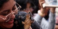 Faithful Attend A Mass To Bless Pets