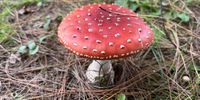 In the world of fairies and gnomes Fly Agaric Fungus growing under pine trees in KZN Midlands.<br>Ever questioned the origins of those gaudy garden decorations? If not kill you, eating this could make you hallucinate and see fairies and gnomes. Image: Madelein Jansen