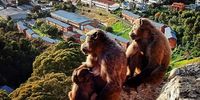 Opinion-Pasanisi-wildlife-wealth