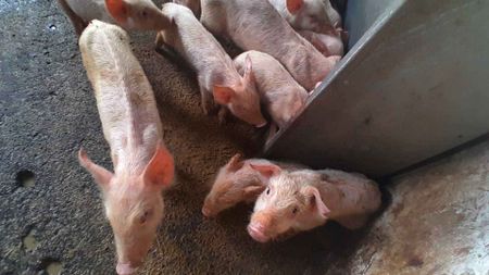 Prison farm animals starve as Correctional Service budget cuts bite, says NSPCA