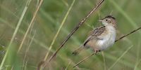 A Zitting Cisticola taken on the 6th Feb in Prospection, south of Durban.<br>