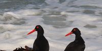 African Black Oyster catchers near Danger Point in Gansbaai. Image: Lishje Els